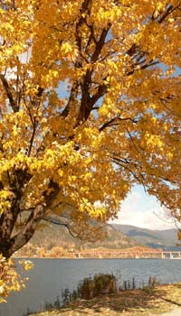 Nelson_7